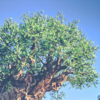 Animal Kingdom Tree of Life